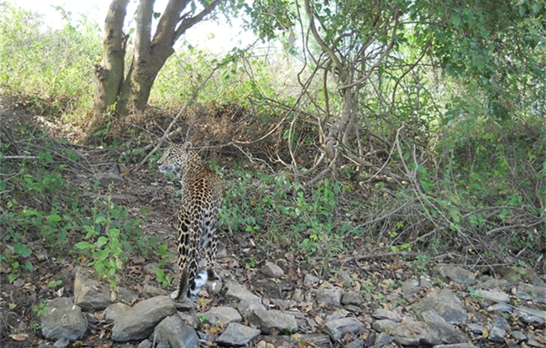 leopard in a village area .JPG